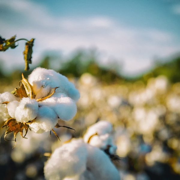 cotton, south, alabama