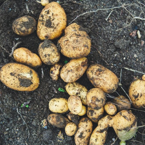 a pile of potatoes sitting on top of a dirt field