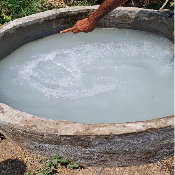 Banana under field condition to define the impact of LX 50 Anti-salt