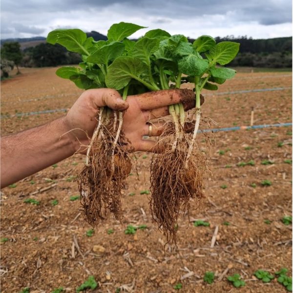 Effect when applied on the seed bed