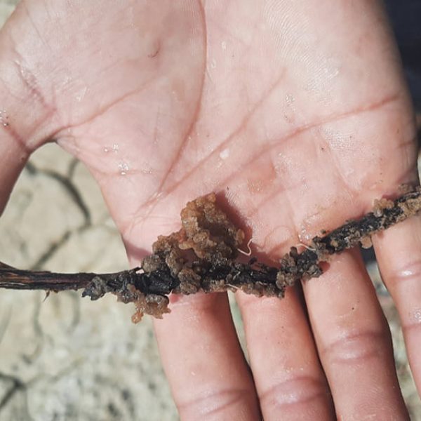 Experiments with different types of Aquasorb