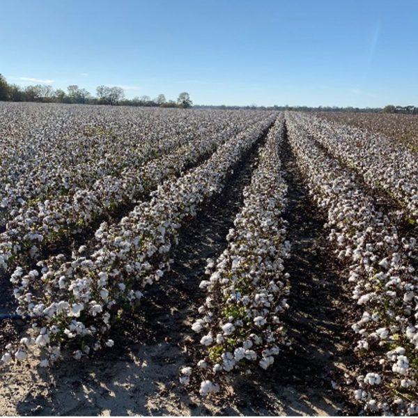 Harvesting cotton 11-4-2020