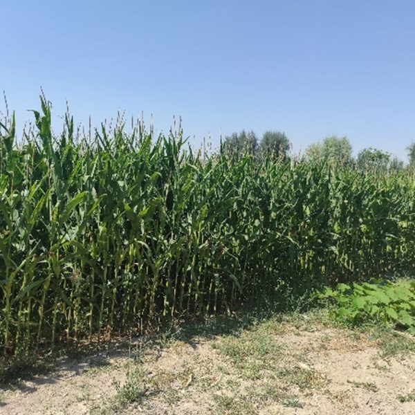 KONYA TURKIYE – CORN – 2022