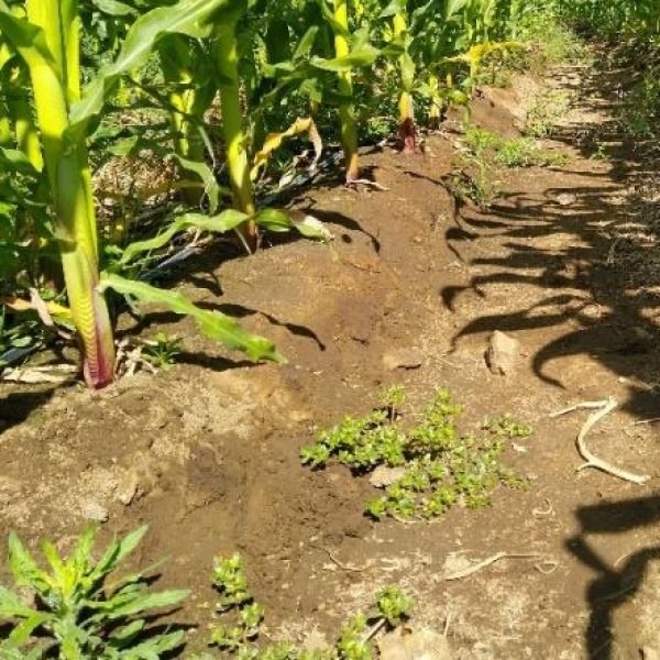 Mexico Corn DI2010 2022 2