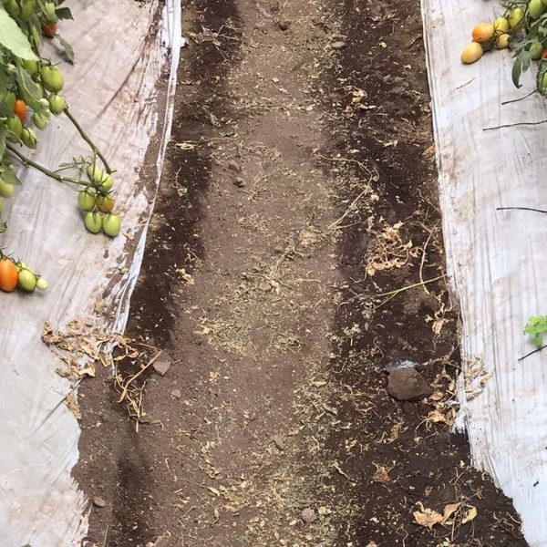 Mexico Tomato DI2010-2022 1