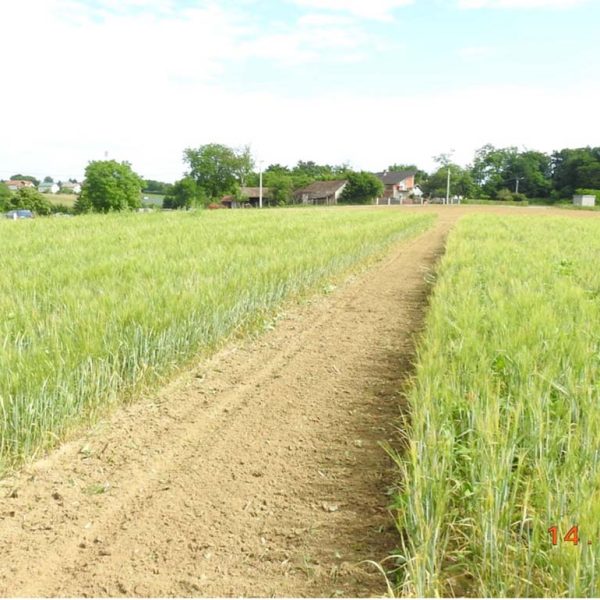 Spring barley experiment
