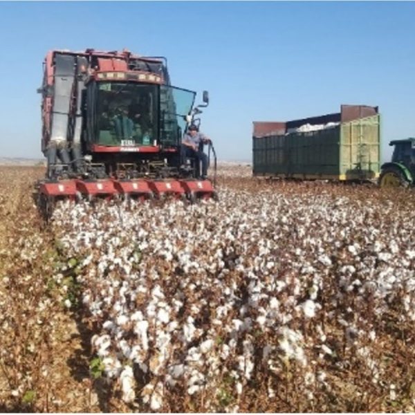 Turkey Cotton SC101 2023 field