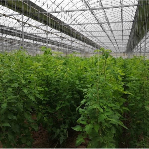 UZ TOM LX50 GDF 2020