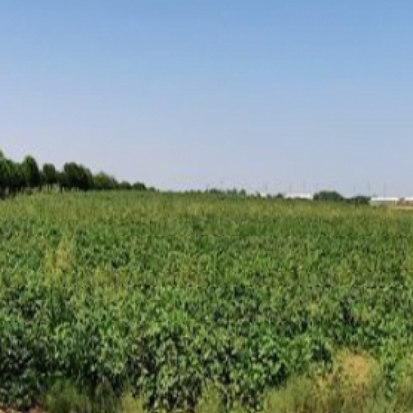 UZB SC101 COT 2023 before