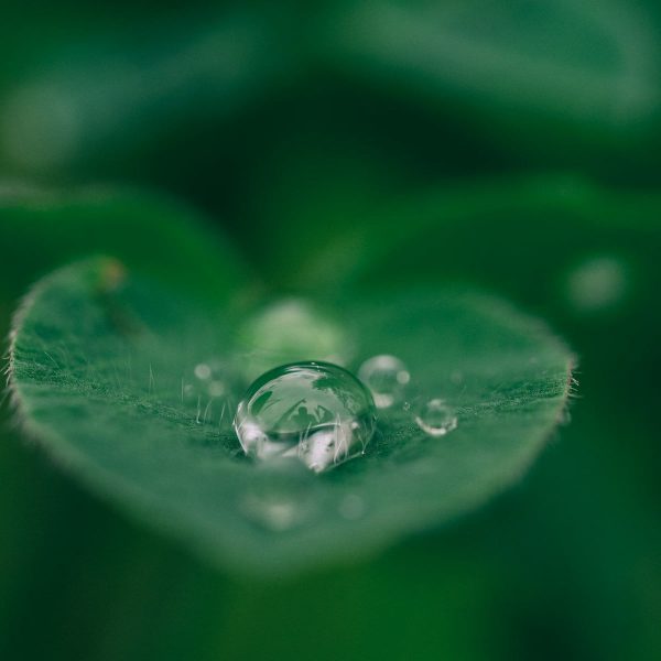 green leaf with water drops