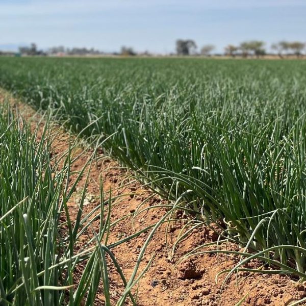 mexican onion field