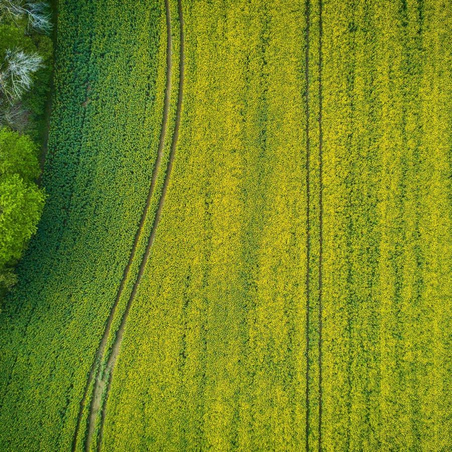 pexels-dan-cristian-pădureț-1366083
