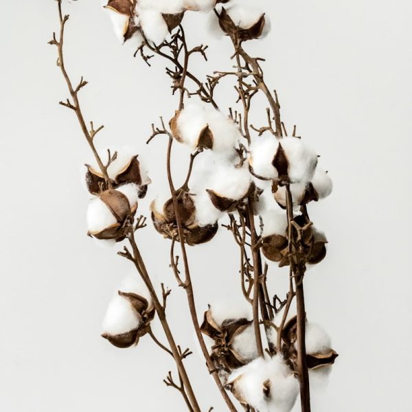 white flower with white background
