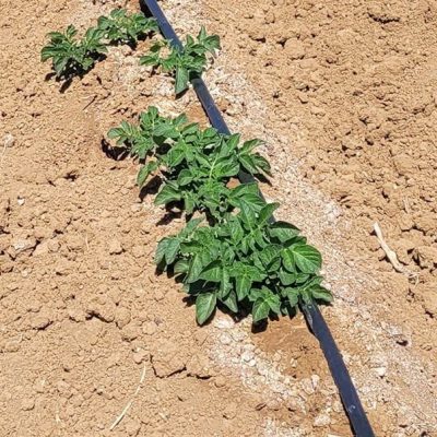 snf-salt-mitigation