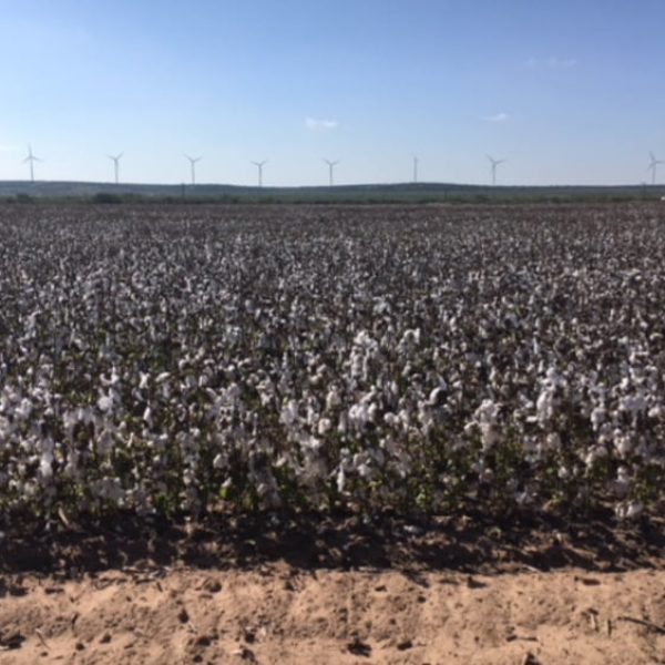 upland cotton