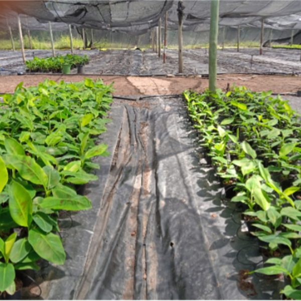 with without aquasorb