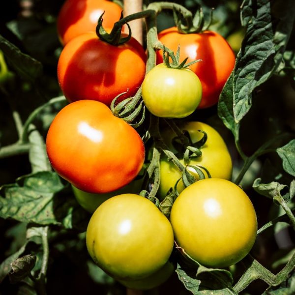 green and red tomatoes on green leaves